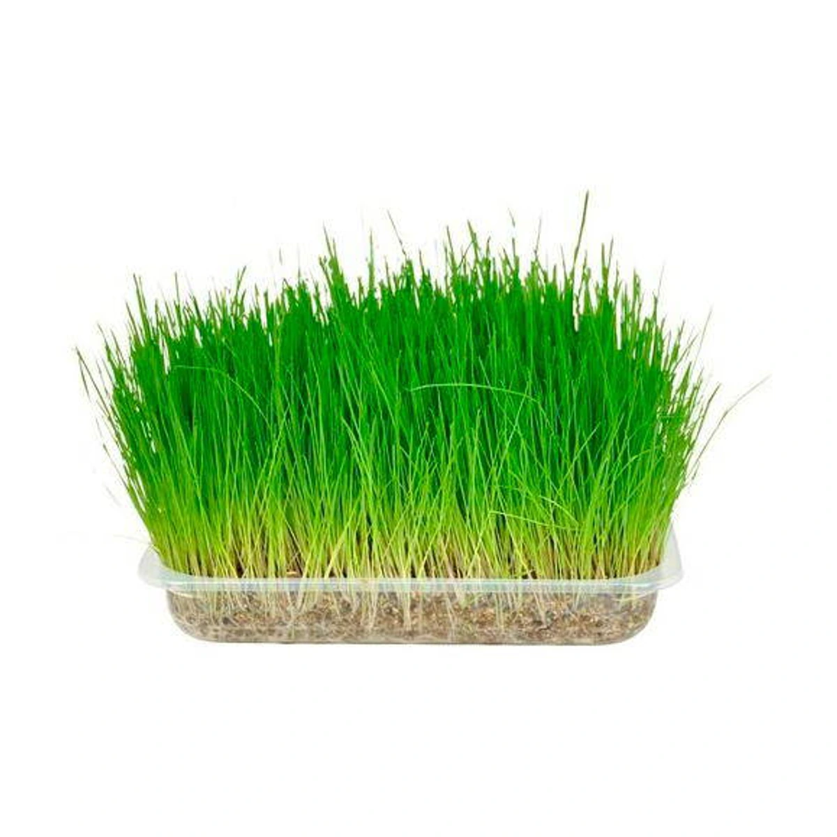 Hierba Gatera